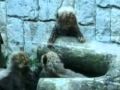 Baby Cheetahs Attract Thousands
