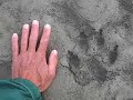 Wolves in Alaska