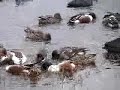 Swirling Shovelers Swirling Shovelers