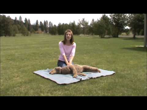 CPR for Dogs
