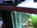 videos de 20gal Reef Tank