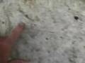 SCPA - Cephalopod fossils , Big Squid Tour