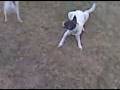 dogs.WMV
