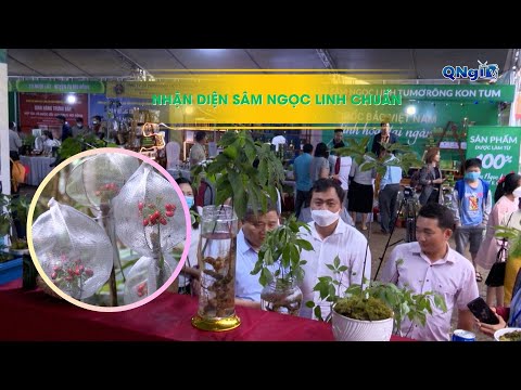 Chỉ thị phân tử - Chìa khóa nhận diện Sâm Ngọc Linh