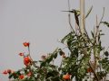 More plum headed parakeets - Chacha Nehru park, Masab tank, Hyderabad