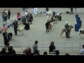 Golden Gate Kennel Club Dog Show 2012 Working Dogs Cow Palace Daly City California (5/6)