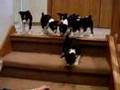 Basenji Puppy stairs101