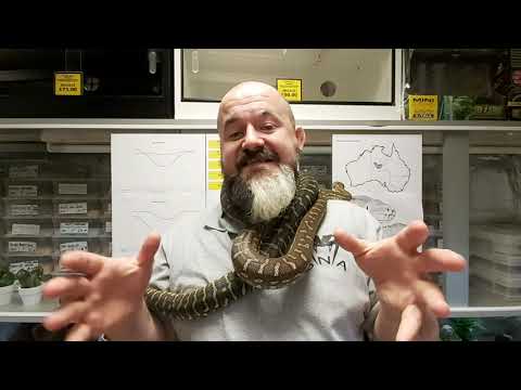 YouTube reptile video