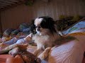 Frony - my dog 2