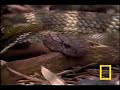 Cobra Vs Rat Snake