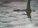the-real-lochness-monster.html