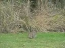 wild rabbit on lawn, it\ wild rabbit on lawn, it\