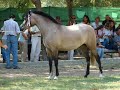 VIII JORNADAS HISPANOARABES ECIJA 2009 - 2ª PARTE
