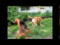 Click here to watch this video Fred - Bloodhound