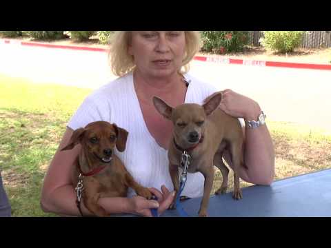 Animal Communication - Is animal communication real and how do you verify it? A video with Animal Communicator, Marta Williams.