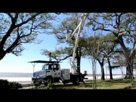 how to fertilize live oak trees