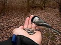 Feeding Chickadees Feeding Chickadees