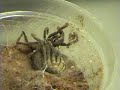 Thailand Black Molting