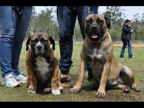 boerboel
