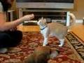 Stray cat learns tricks