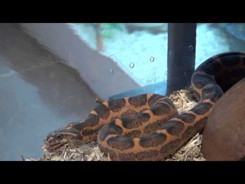 YouTube reptile video