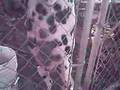 101 DALMATIONS