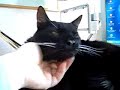 Meine liebe Katze Luzi(fer)