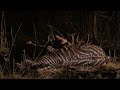 Lion devours zebra