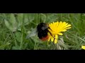 Steenhommel die van bloem tot bloem vliegt Steenhommel die van bloem tot bloem vliegt