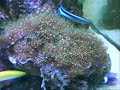 marine slide show 