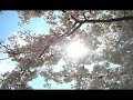 Cherry blossoms in Japan 2008