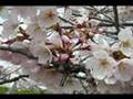 Cherry blossoms in Japan 2008