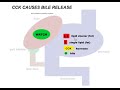 CCK Causes Bile Release