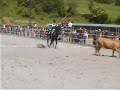 cavallo murgese SBRANCAMENTO,WORKING EQUITATION. cavallo murgese SBRANCAMENTO,WORKING EQUITATION.