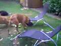 Bullmastiff video