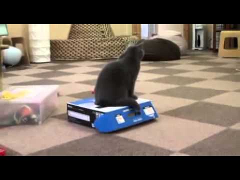 Gato matón. Cosas de gatos en la casilla
