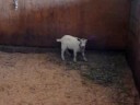 Tootie la chèvre miniature