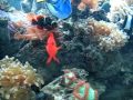 Reef Aquarium San Diego Reef Aquarium San Diego