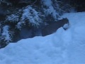 Bobcat in Whistler Blackcomb, B.C Bobcat in Whistler Blackcomb, B.C