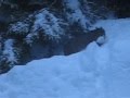 Bobcat in Whistler Blackcomb, B.C