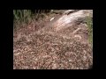 videos de Wood Ant Attack! (HD) 