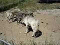 Howling-wolves