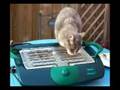Cat on BBQ
