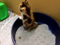 Poo flinging and standing???