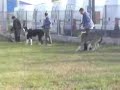 Karakan Klub F? Teny�szszemle 11 OCT 08