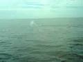 Ballenas-En-Puerto-V