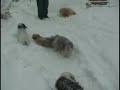 Havanese, Snow and Paths Make It Fun Havanese, Snow and Paths Make It Fun