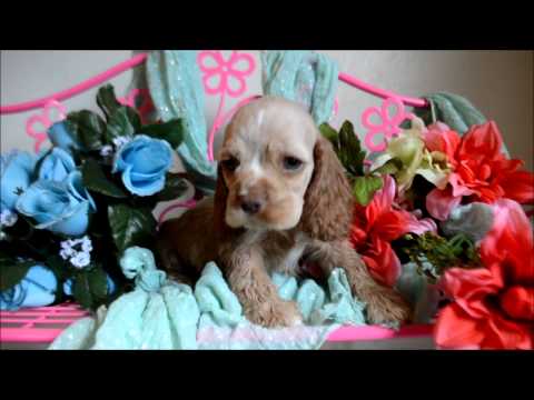 Levi AKC Male Buff Cocker Spaniel Puppy for sale