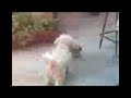 Paco y Tuza se divierten