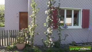 Older Malini (columnar appletrees) in full flower